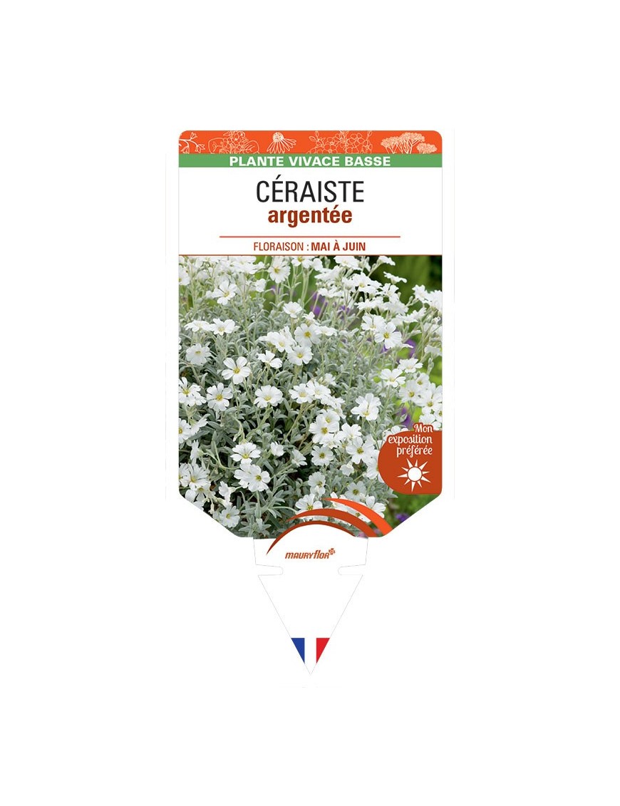 CERASTIUM tomentosum voir CÉRAISTE argentée
