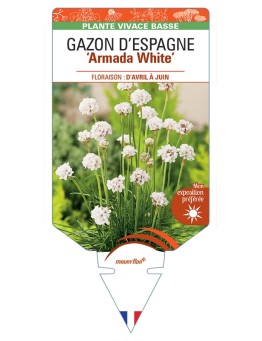 ARMERIA maritima Armada White voir Gazon d’Espagne