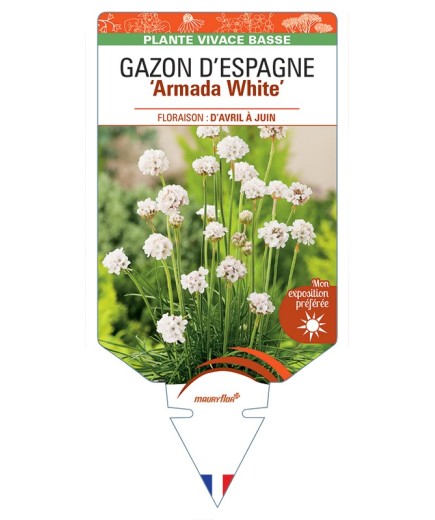ARMERIA maritima Armada White voir Gazon d’Espagne