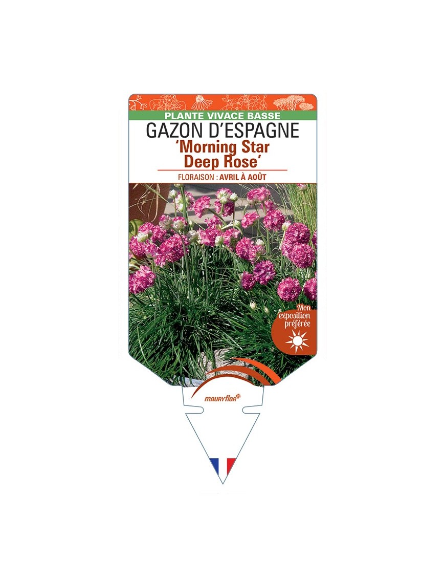 ARMERIA maritima Morning Star Deep Rose voir Gazon d’Espagne