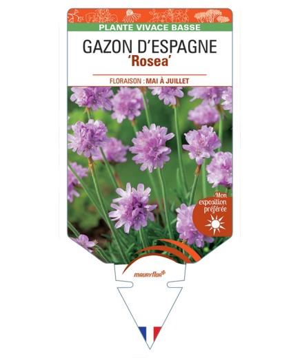ARMERIA maritima ROSEA voir Gazon d’Espagne