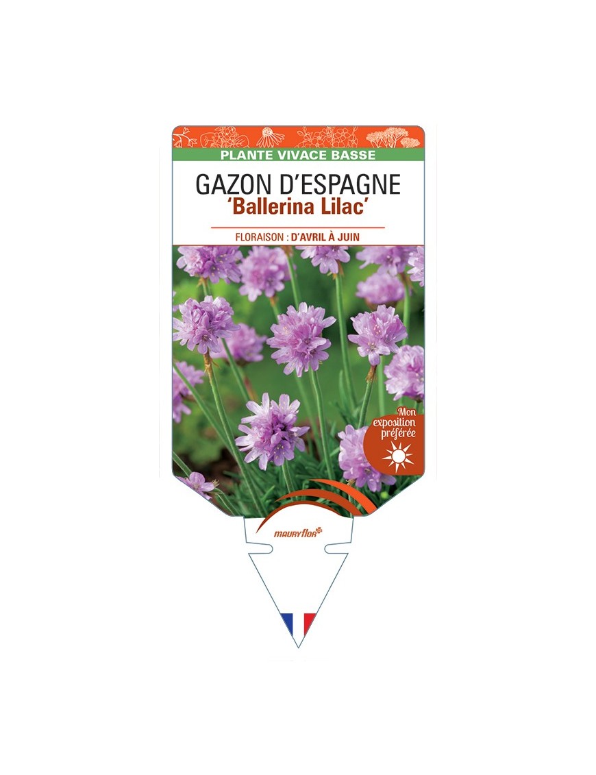 ARMERIA pseudarmeria Ballerina Lilac voir Gazon d’Espagne