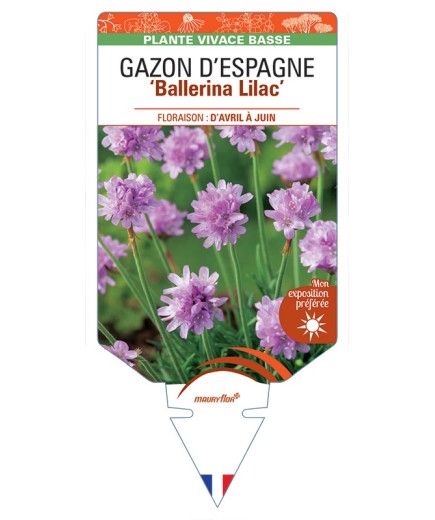 ARMERIA pseudarmeria Ballerina Lilac voir Gazon d’Espagne