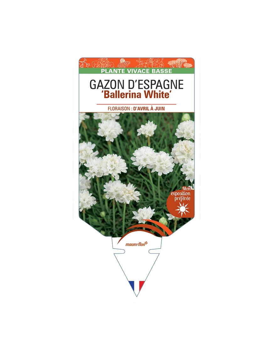 ARMERIA pseudarmeria Ballerina White voir Gazon d’Espagne