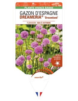 ARMERIA pseudarmeria DREAMERIA® Dreamland voir Gazon d’Espagne