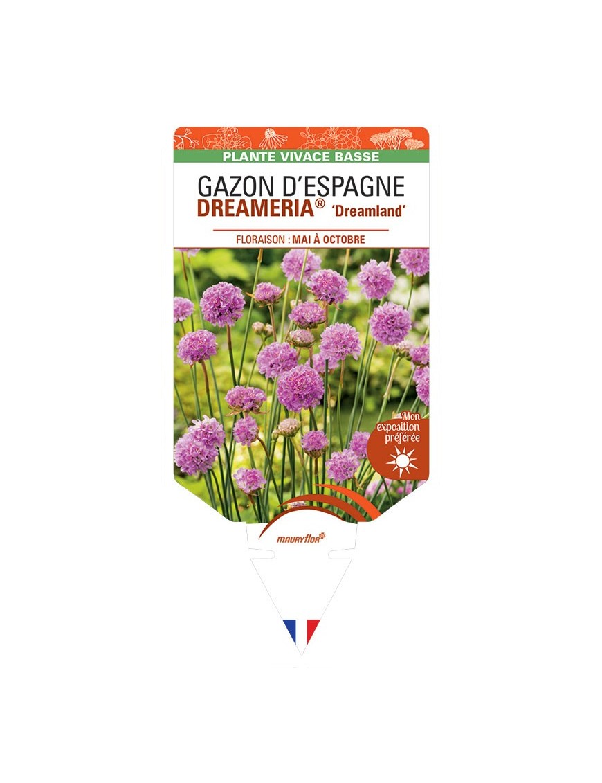 ARMERIA pseudarmeria DREAMERIA® Dreamland voir Gazon d’Espagne