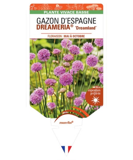 ARMERIA pseudarmeria DREAMERIA® Dreamland voir Gazon d’Espagne