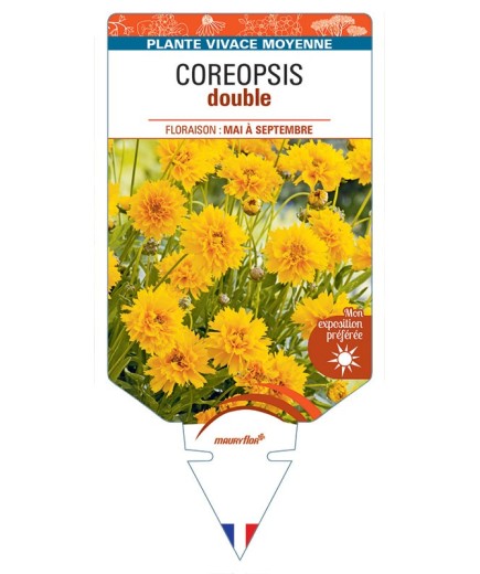 COREOPSIS double (jaune)