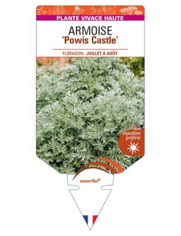 ARTEMISIA Powis Castle voir Armoise