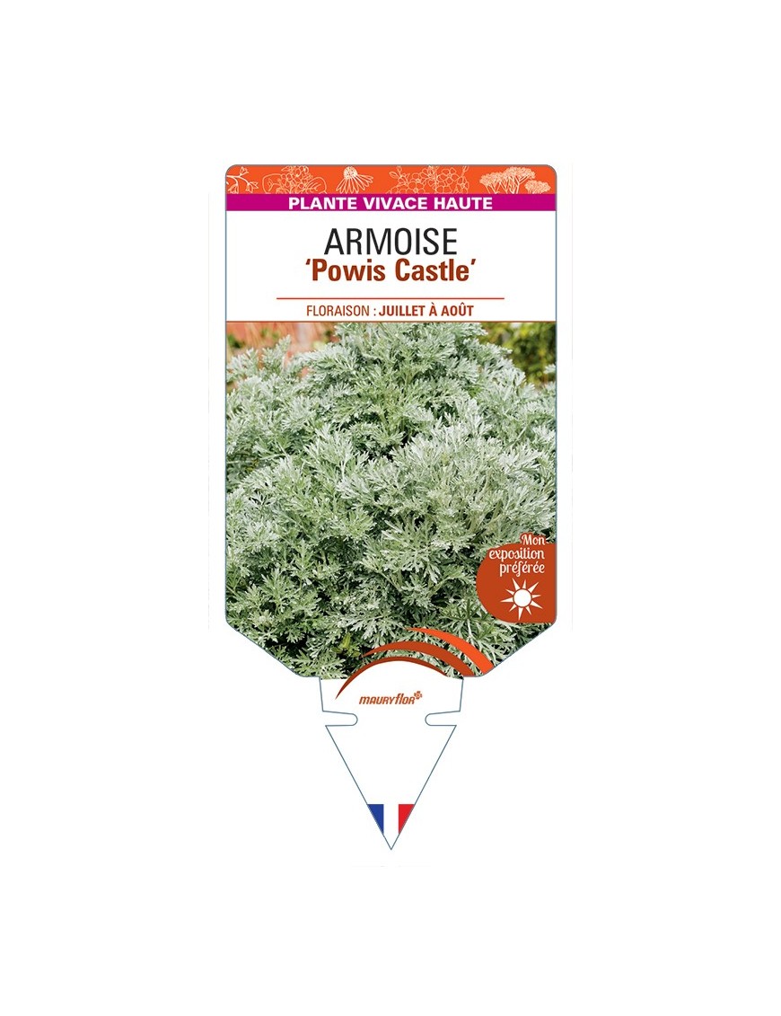 ARTEMISIA Powis Castle voir Armoise