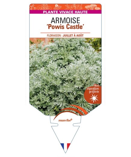 ARTEMISIA Powis Castle voir Armoise