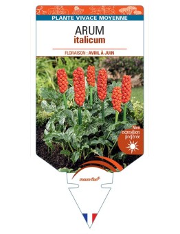 ARUM ITALICUM (orange)