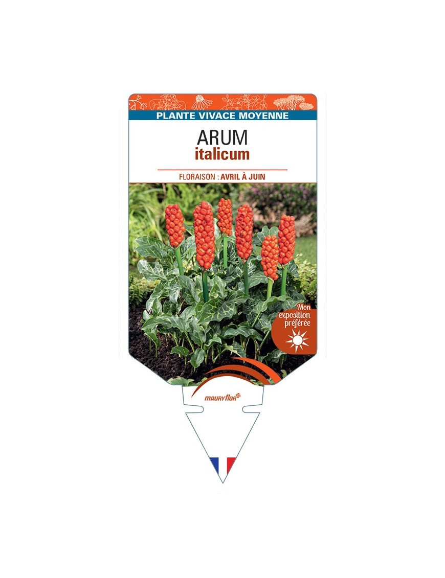 ARUM ITALICUM (orange)