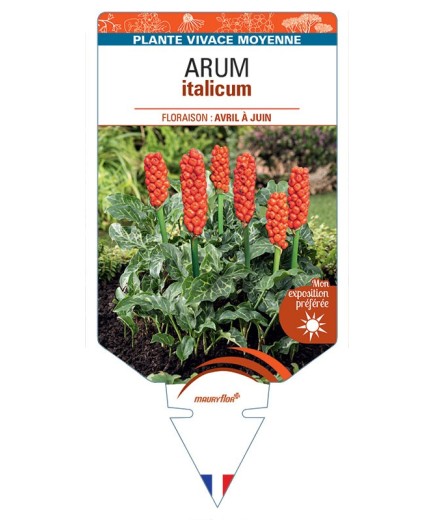 ARUM ITALICUM (orange)