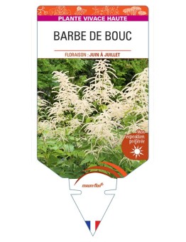 ARUNCUS SYLVESTER voir Barbe de Bouc