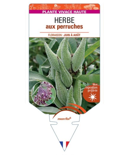 ASCLEPIAS SYRIACA voir Herbe aux perruches
