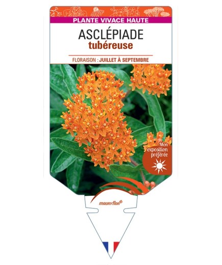 ASCLEPIAS tuberosa voir Asclépiade tubéreuse