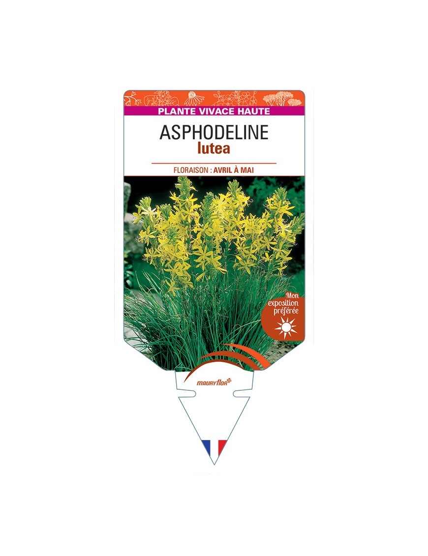 ASPHODELINE lutea