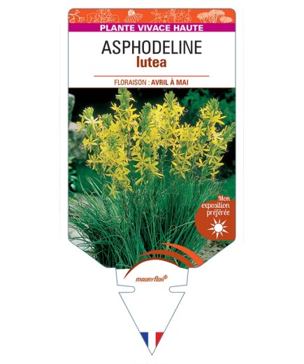 ASPHODELINE lutea