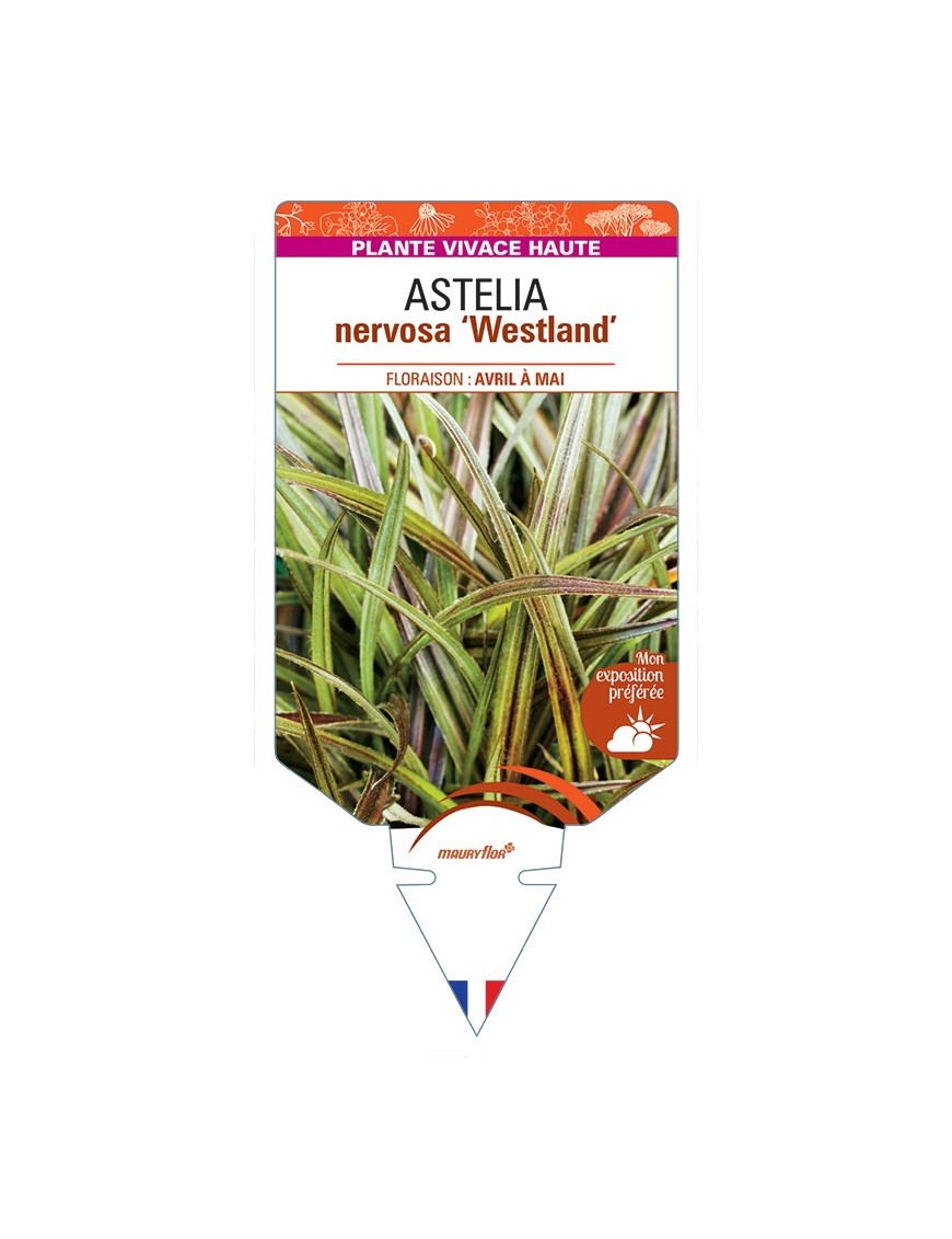 ASTELIA nervosa Westland