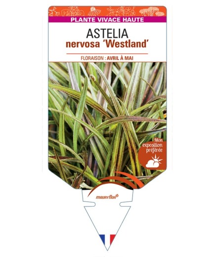 ASTELIA nervosa Westland