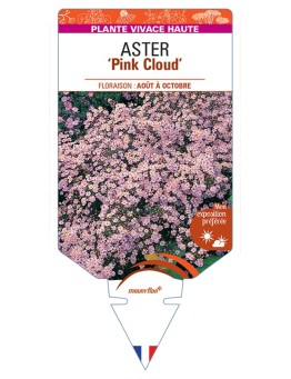 ASTER (ericoides) Pink Cloud
