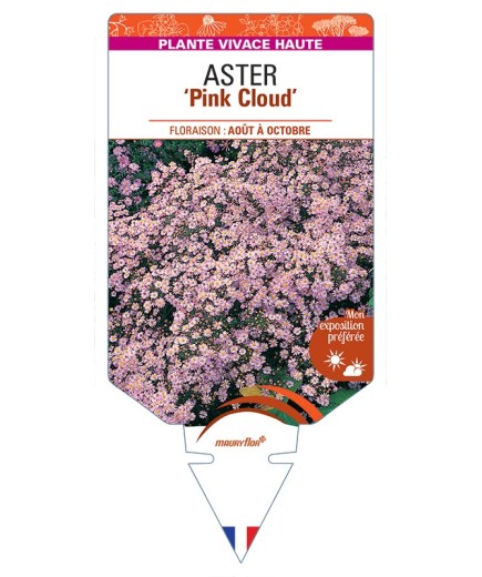 ASTER (ericoides) Pink Cloud