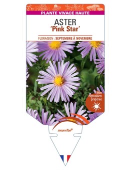 ASTER (ericoides) Pink Star