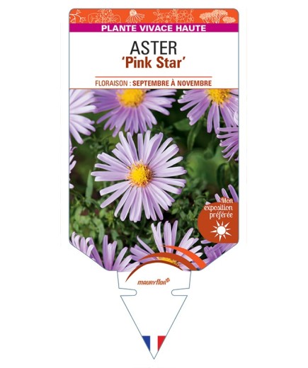 ASTER (ericoides) Pink Star