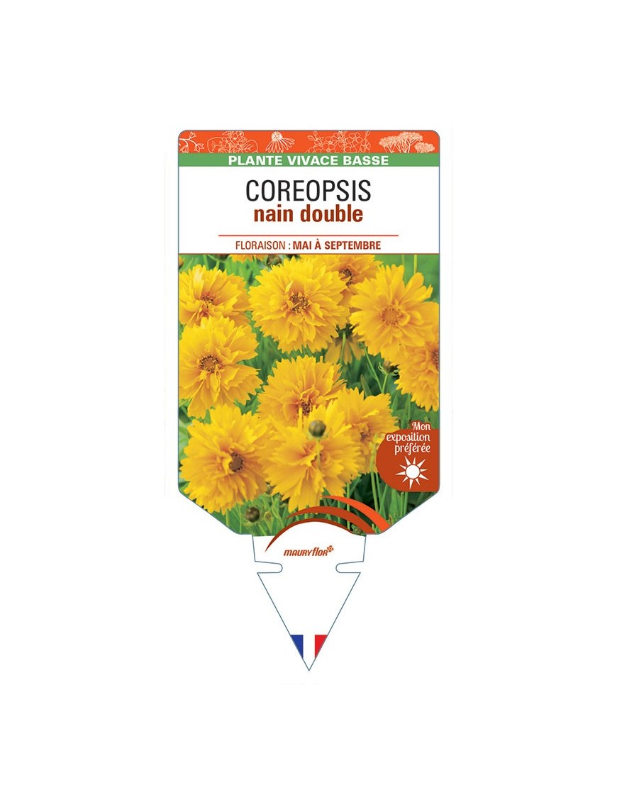 COREOPSIS NAIN DOUBLE (jaune) *