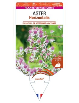 ASTER (lateriflorus) Horizontalis