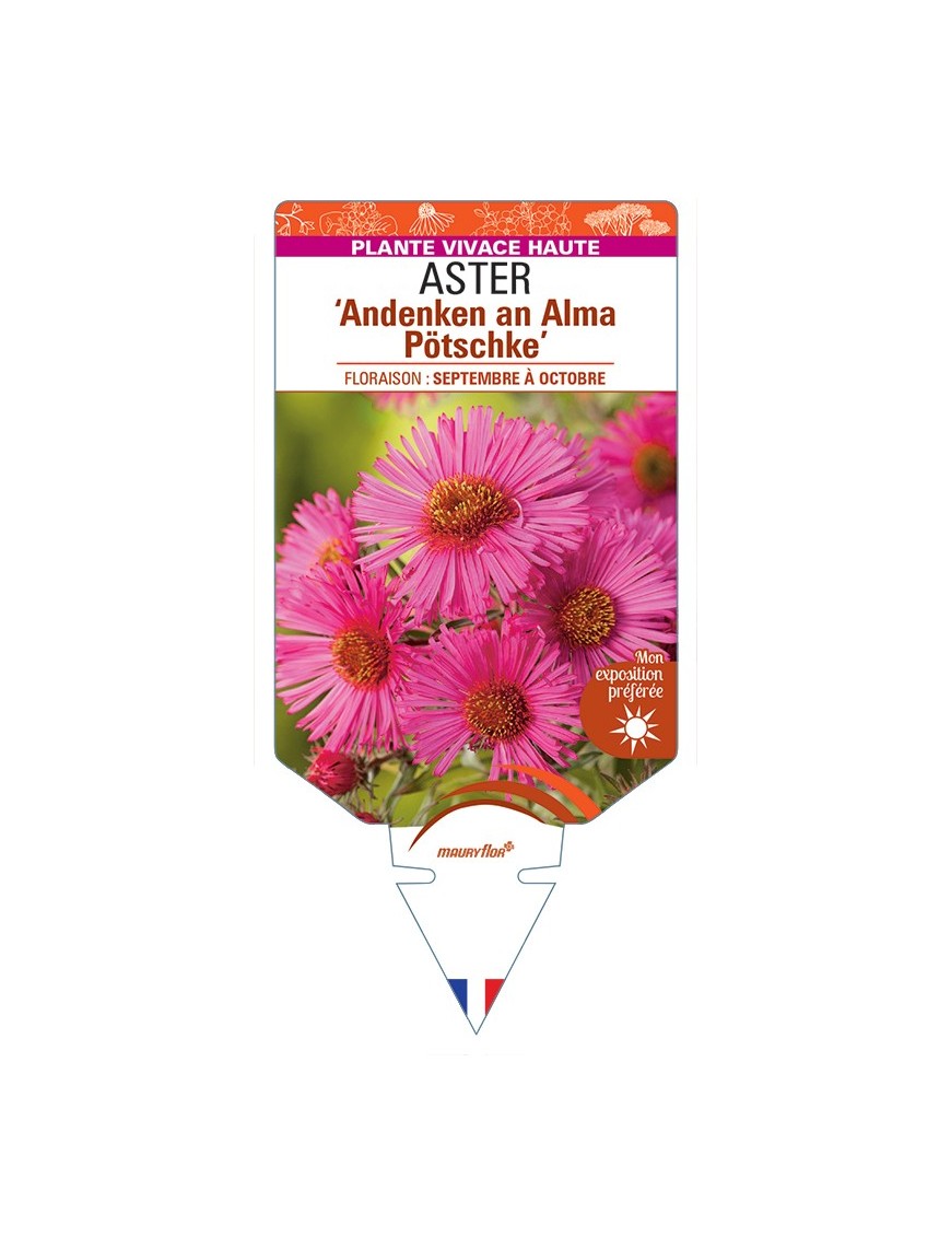 ASTER (novae-angliae) Andenken an Alma Pötschke