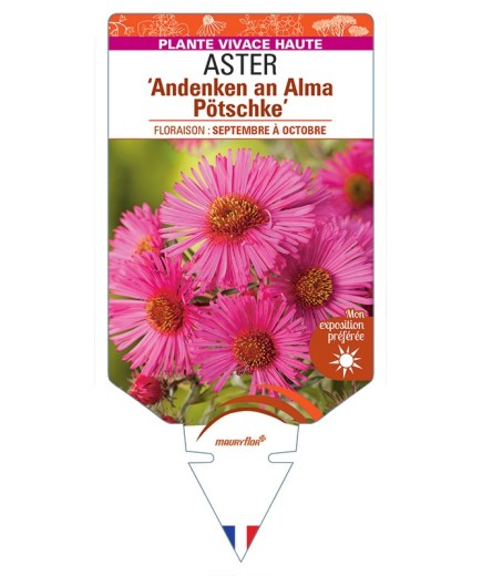 ASTER (novae-angliae) Andenken an Alma Pötschke