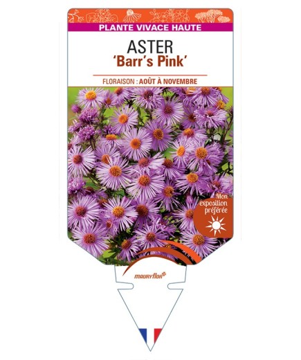 ASTER (novae-angliae) Barr’s Pink