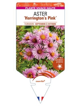 ASTER (novae-angliae) Harrington’s Pink
