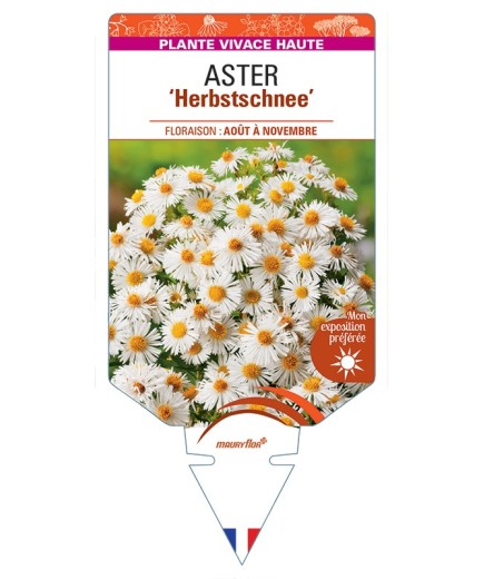 ASTER (novae-angliae) Herbstschnee