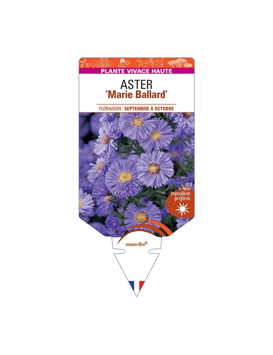 ASTER (novi-belgii) Marie Ballard