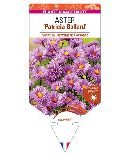 ASTER (novi-belgii) Patricia Ballard