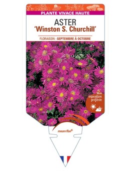 ASTER (novi-belgii) Winston S. Churchill