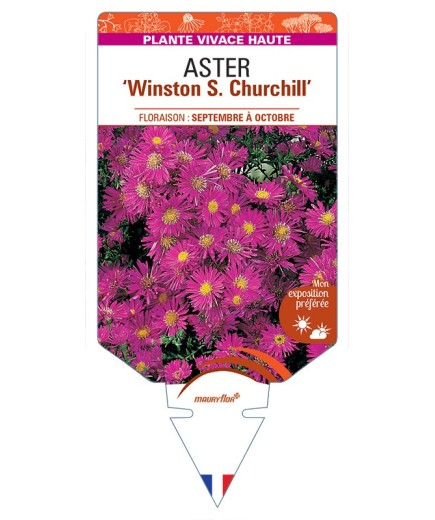 ASTER (novi-belgii) Winston S. Churchill