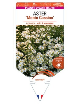 ASTER (pringlei) Monte Cassino