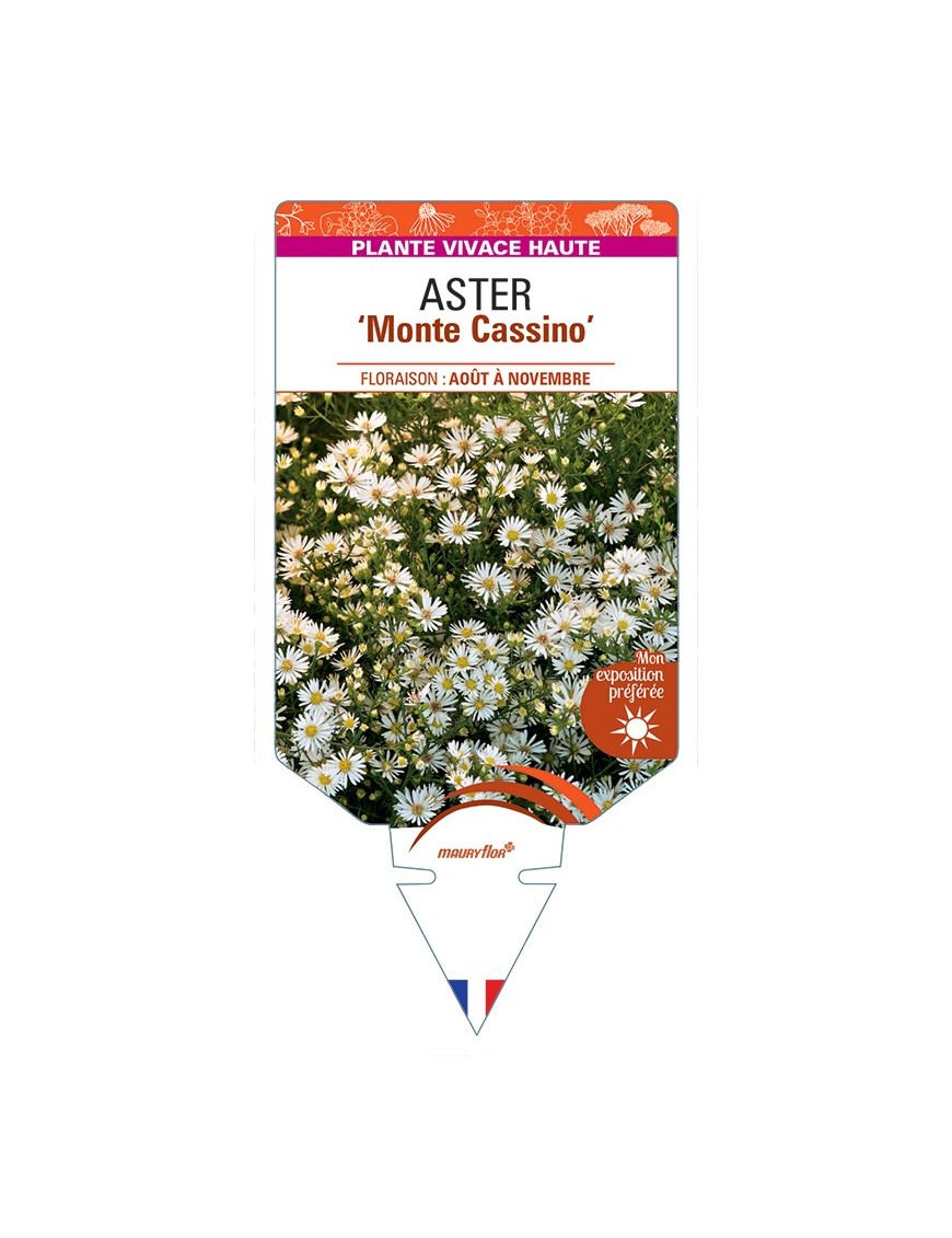 ASTER (pringlei) Monte Cassino