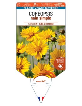 COREOPSIS NAIN SIMPLE (jaune) *