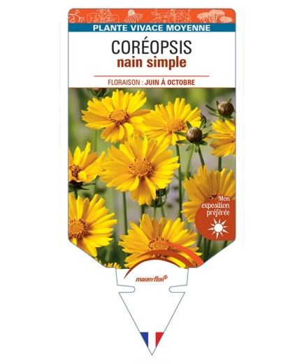 COREOPSIS NAIN SIMPLE (jaune) *