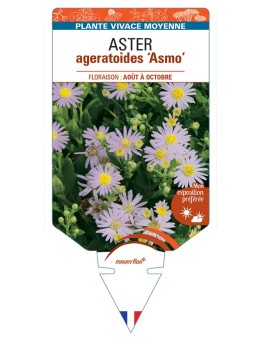 ASTER ageratoides Asmo