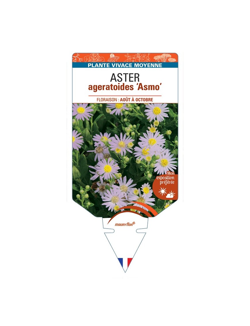 ASTER ageratoides Asmo