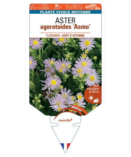 ASTER ageratoides Asmo