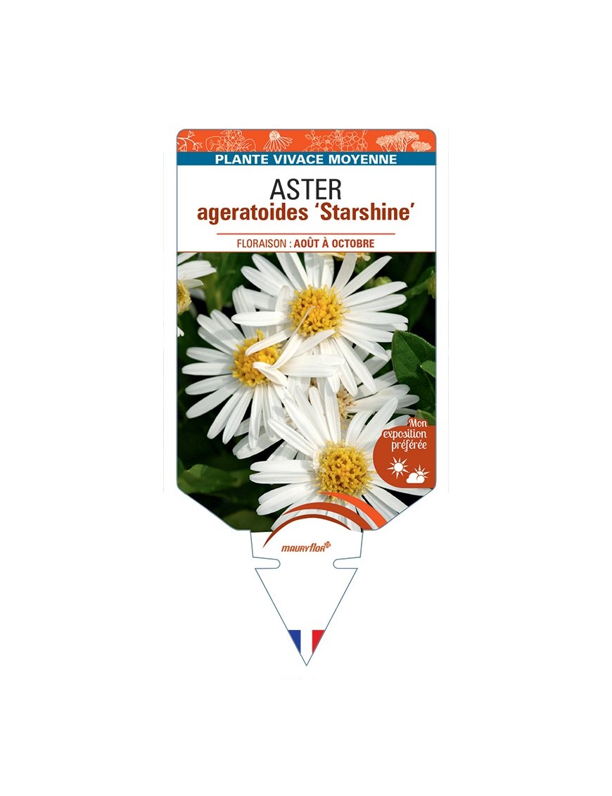 ASTER ageratoides Starshine