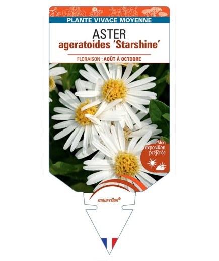 ASTER ageratoides Starshine