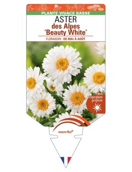 ASTER alpinus Beauty White voir ASTER des Alpes